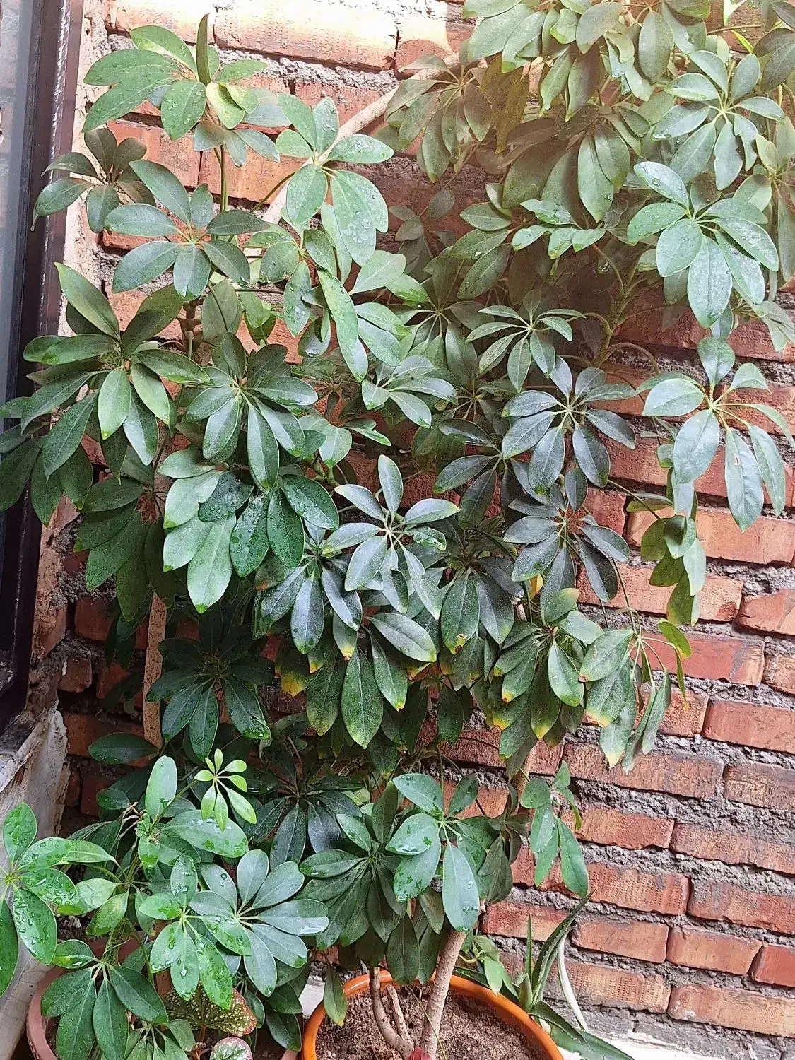 گل آپارتمانی ۱۵۰تومان|گل و گیاه طبیعی|میاندوآب, |دیوار