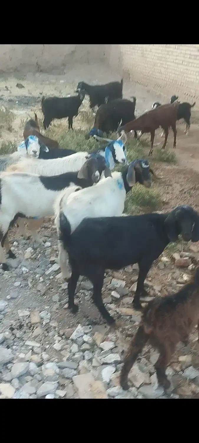 چهل راس بز جوان|حیوانات مزرعه|اهر, |دیوار