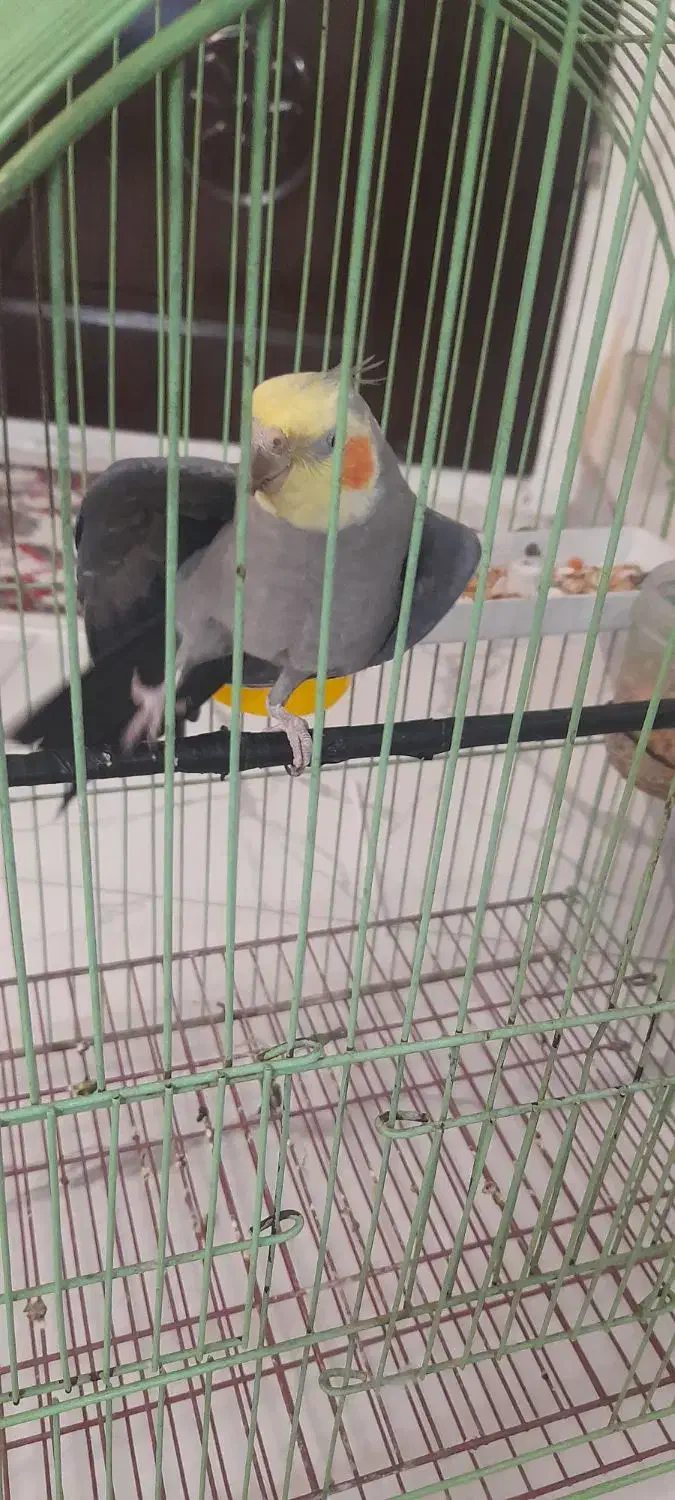 عروس هلندی نر|پرنده|فردیس, سپید دشت|دیوار