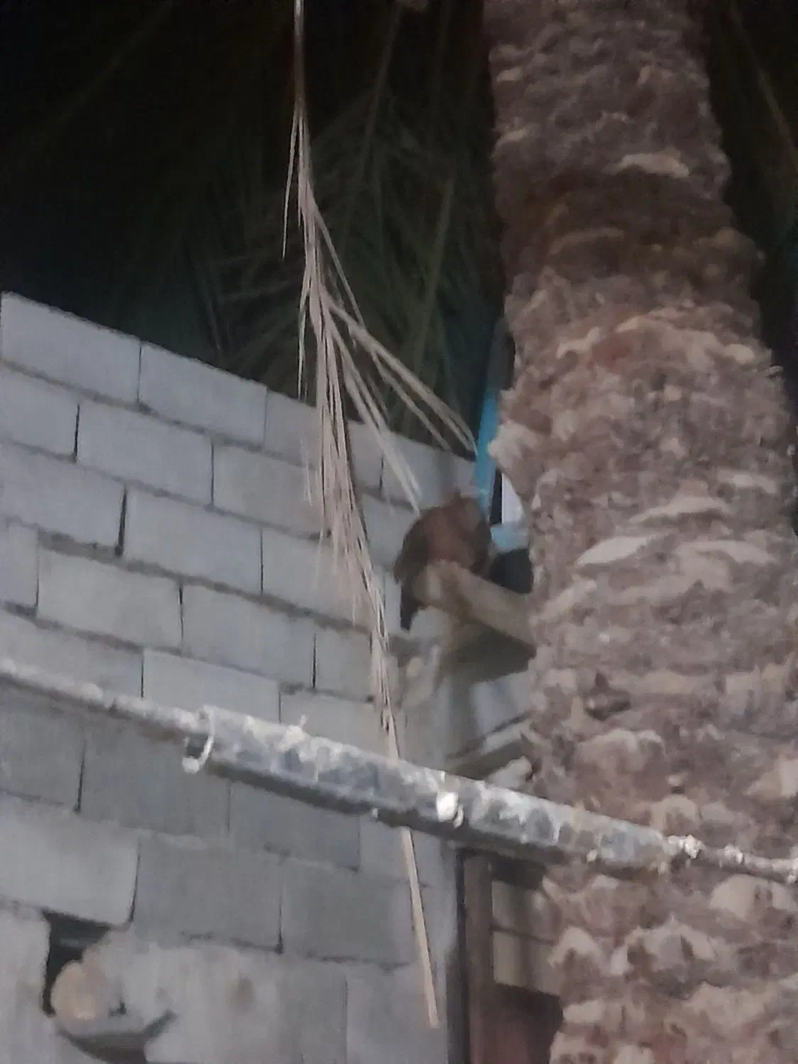 مرغ|پرنده|سراوان, |دیوار