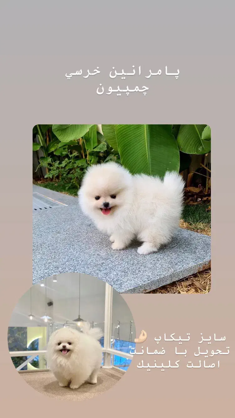 مجموعه پرورش سگ های آپارتمانی|سگ|شیراز, معالیآباد|دیوار