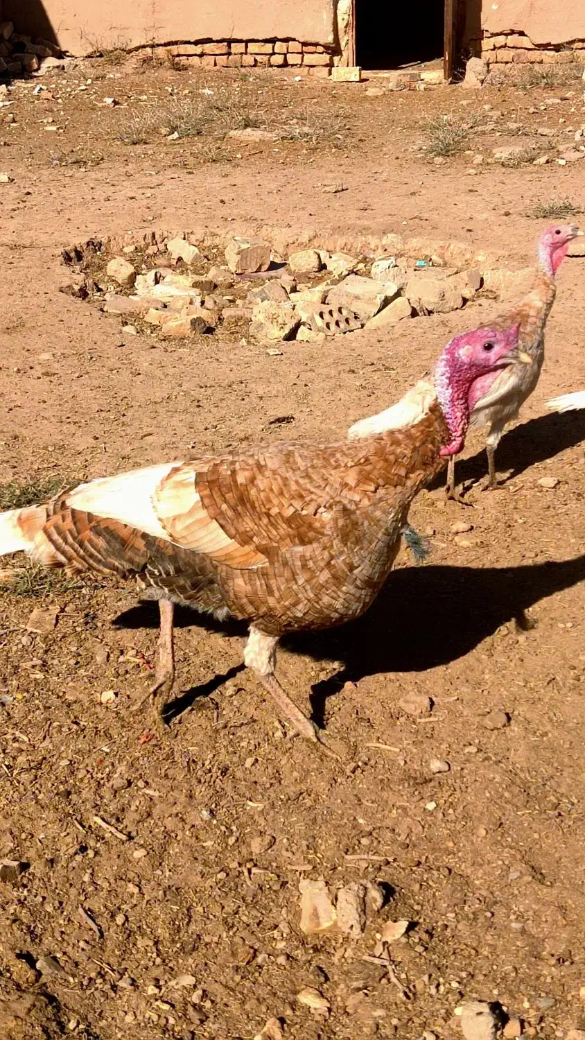 بوقلمون بوربون|حیوانات مزرعه|جعفرآباد, |دیوار