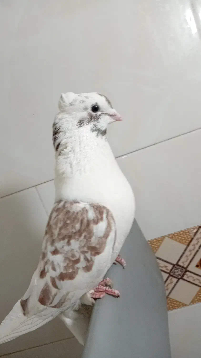 کبوتر|پرنده|سیرجان, |دیوار