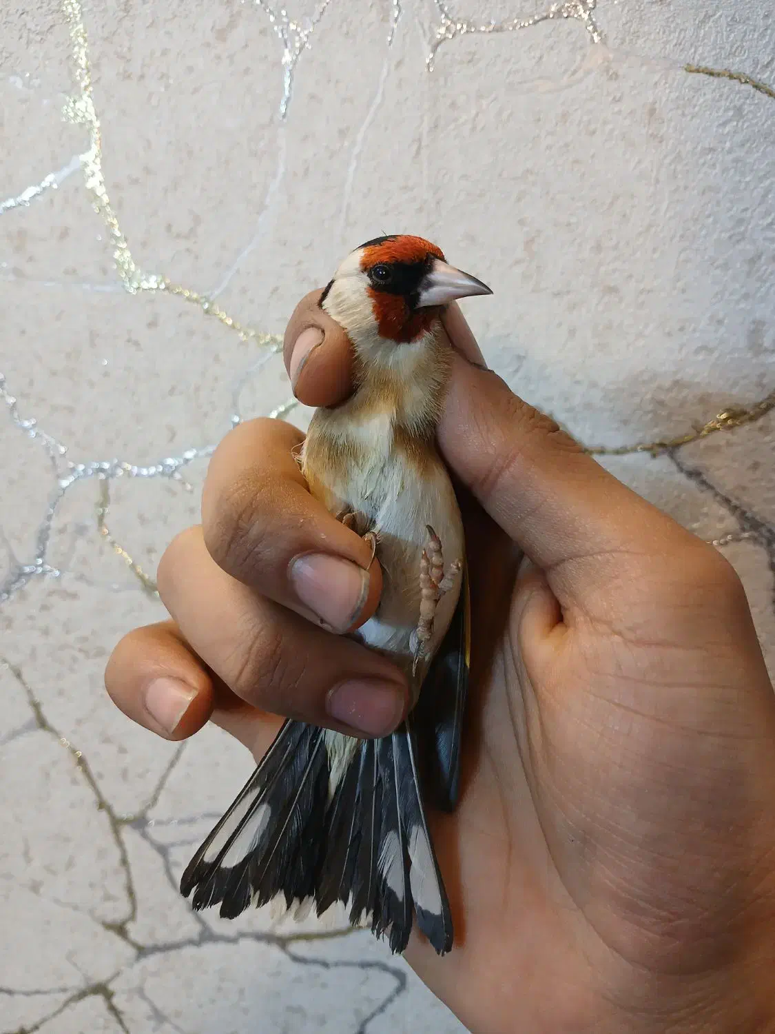 دوعدد سهره نر قلمی|پرنده|ری, ولی آباد|دیوار