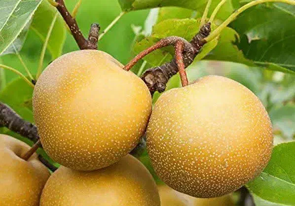 پیشفروش با شرایط چک نهال گلابی ناشی|خدمات باغبانی و درختکاری|خوانسار, |دیوار