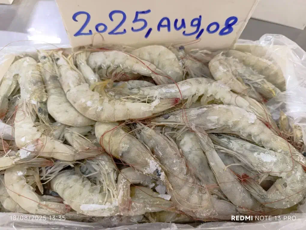 ماهی|ماهی|رشت, حومه رشت|دیوار