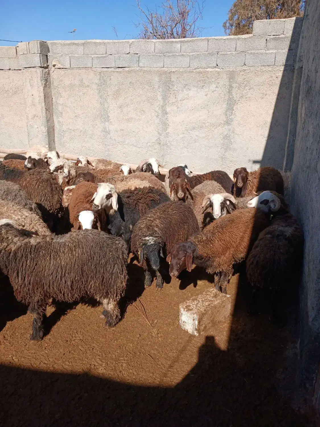 بره نر|حیوانات مزرعه|معصومیه, |دیوار