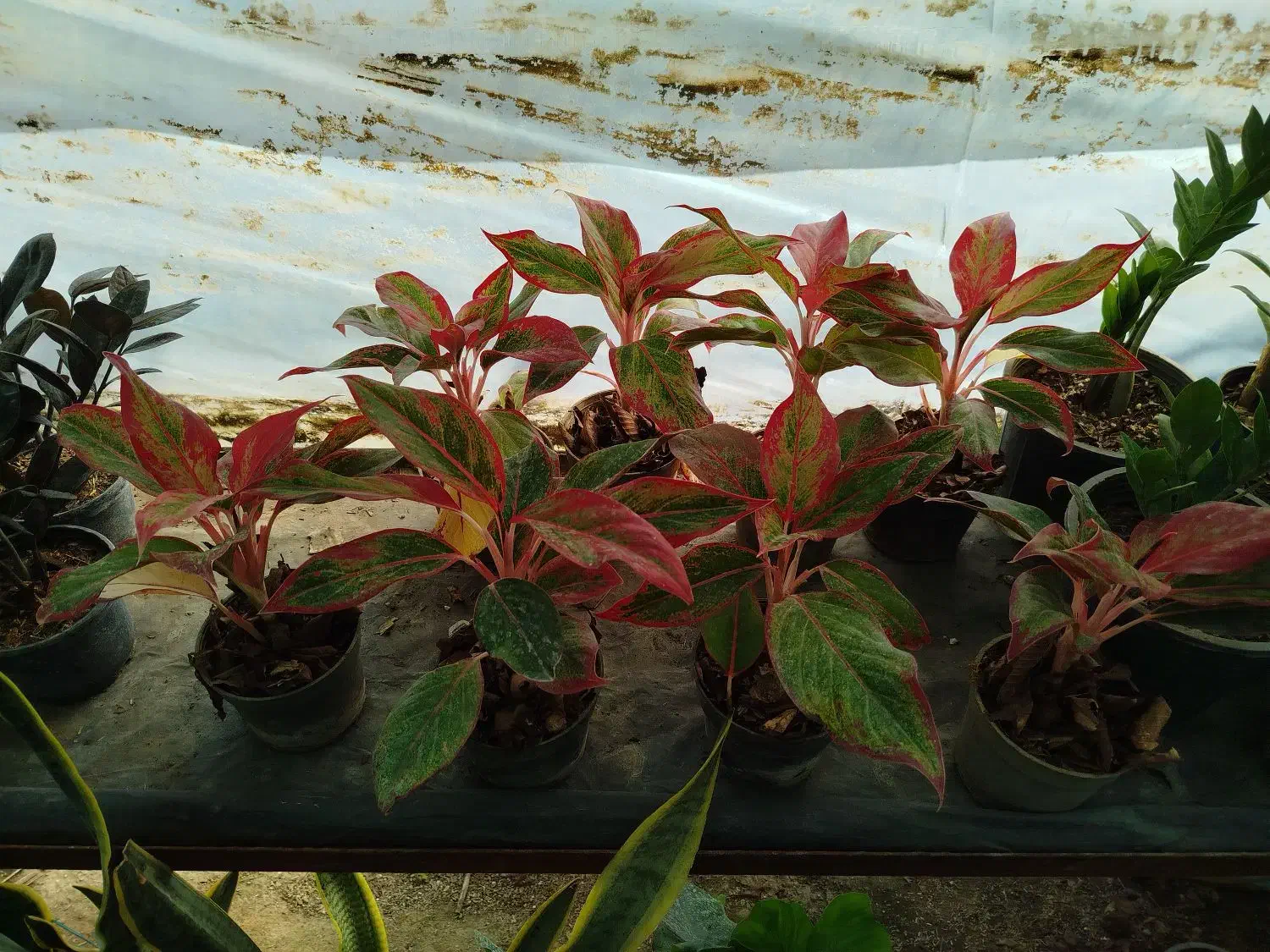 گل فروشی|گل و گیاه طبیعی|آزادشهر, |دیوار