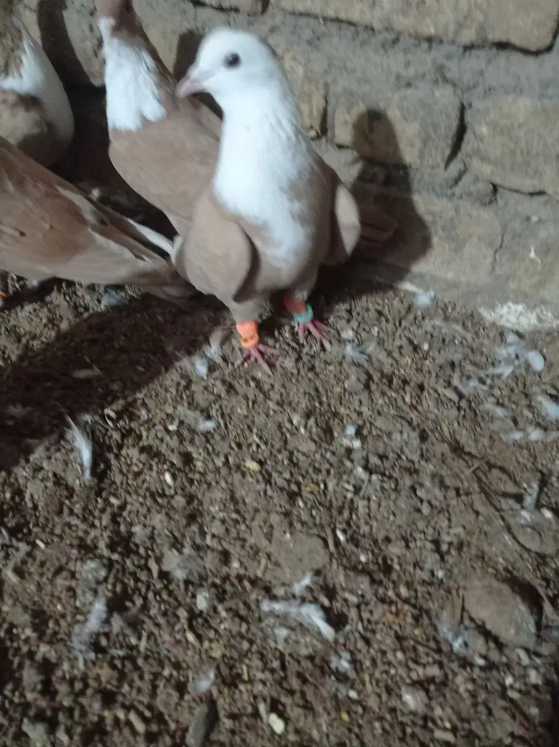 کفتر|پرنده|سبزوار, قصبه شرقی|دیوار