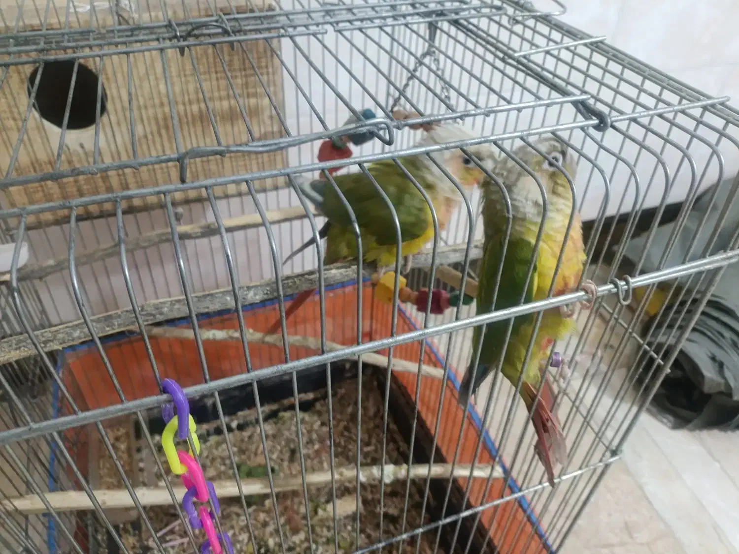 یک جفت گرینچیک نروماده رام دستی نزدیکه  تخم بزارن|پرنده|کهنوج, |دیوار