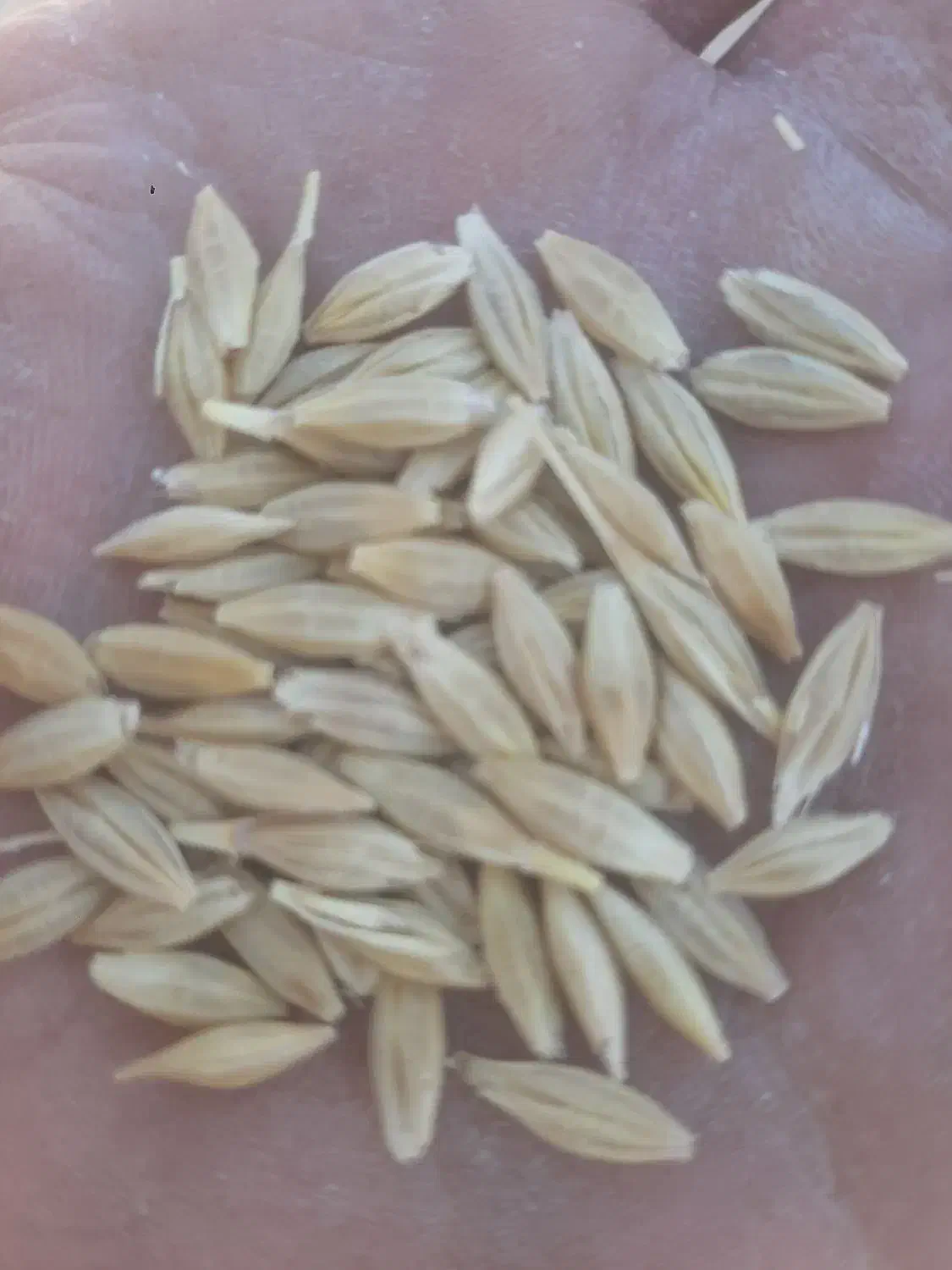 گندم اوکراینی قد بلندخصیل کاری|خدمات باغبانی و درختکاری|کیار, |دیوار