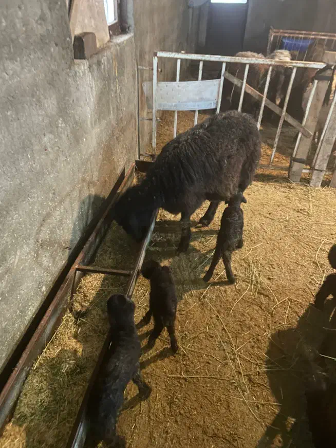 گوسفند نر وماده هموزیگوت و هتروزیگوت چند قلو زا|حیوانات مزرعه|تبریز, |دیوار