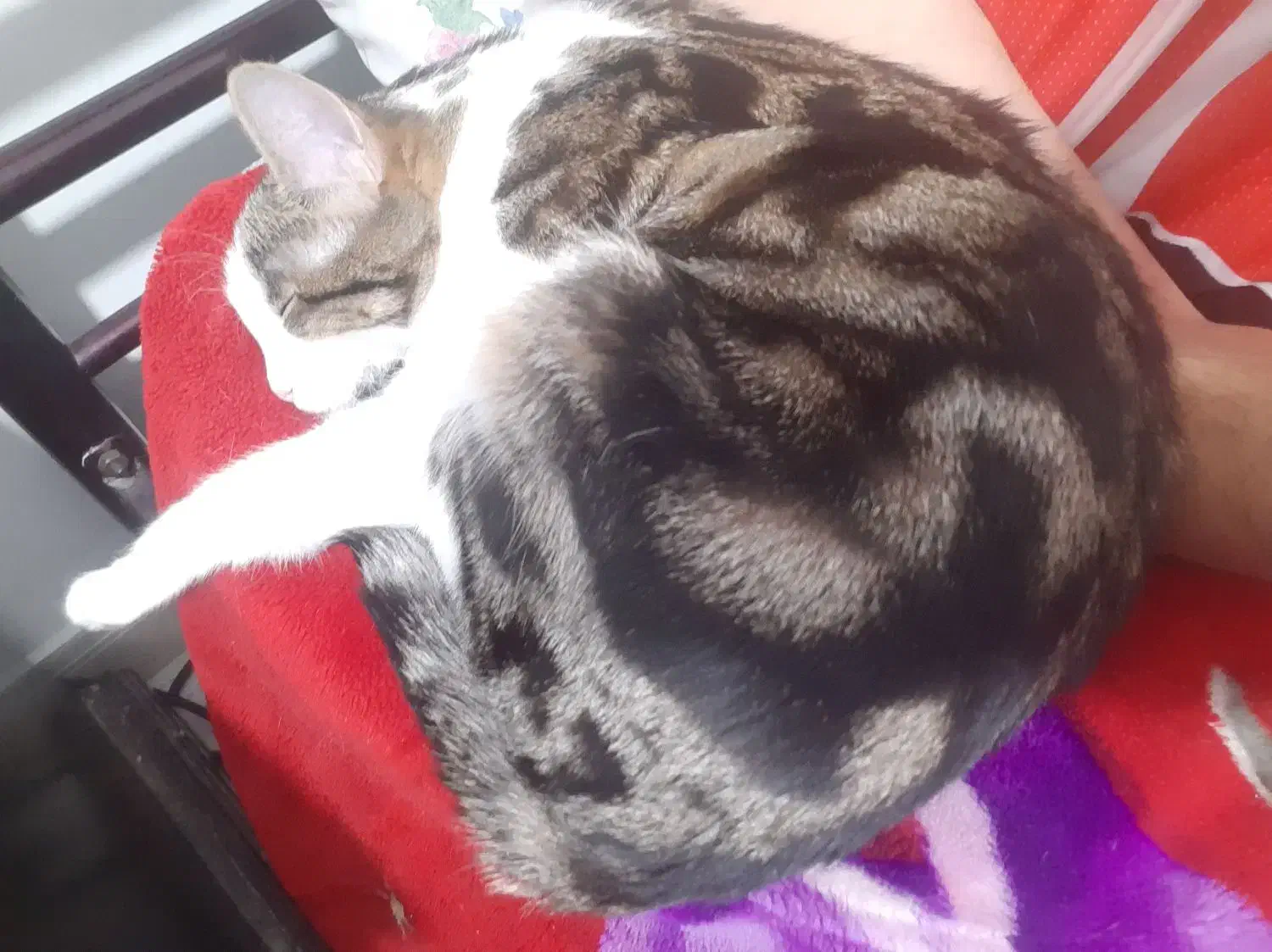 گربه گمشده دزدیده شده|حیوانات|پاکدشت, پاکدشت (مامازند)|دیوار