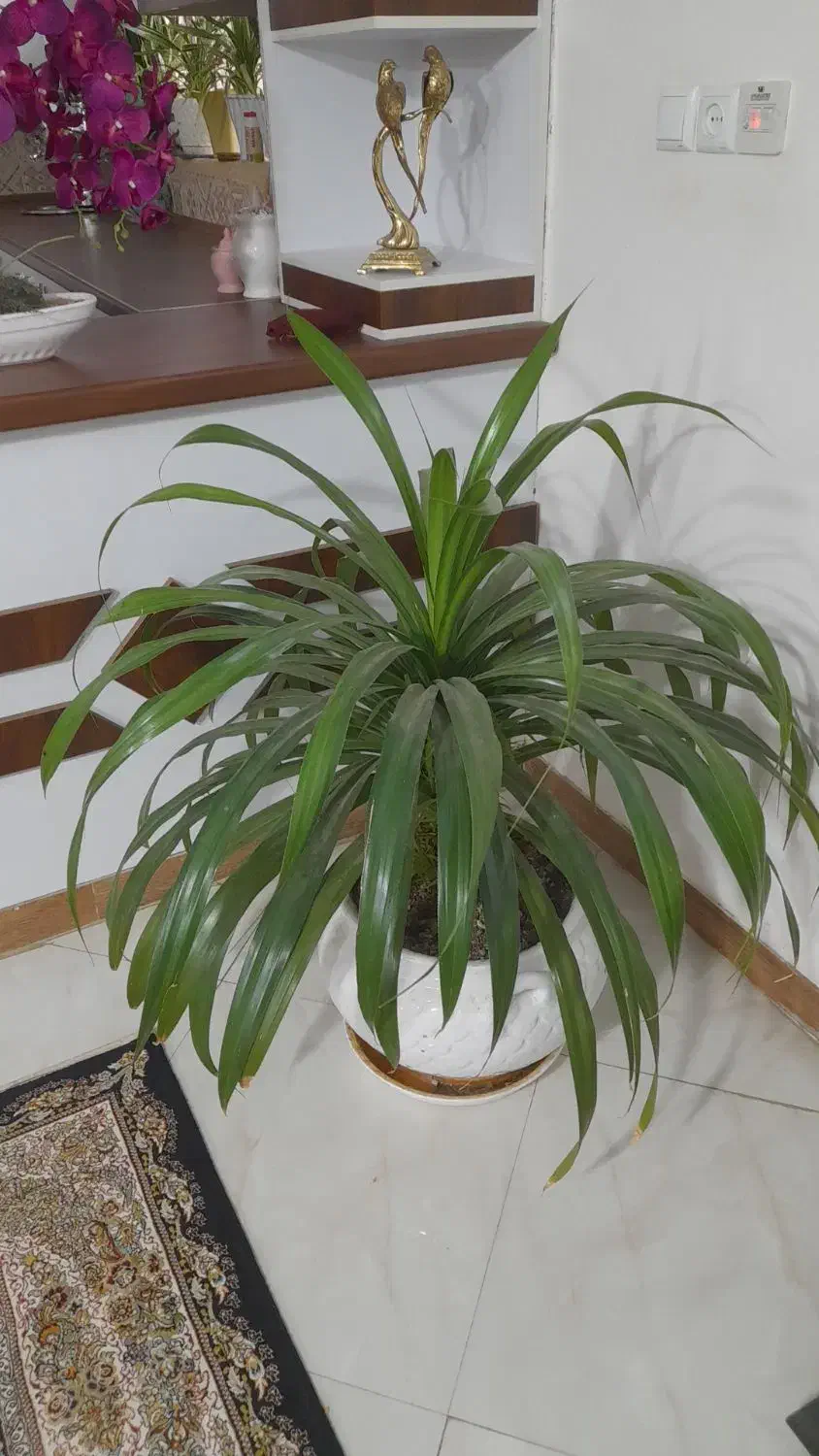 گل شیک|گل و گیاه طبیعی|ساروق, |دیوار