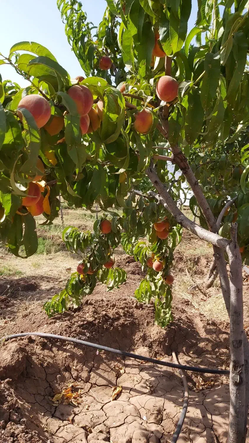 فروش باغ در طالقان،تهاتر با آپارتمان در کرج،خودرو|فروش زمین و ملک کلنگی|طالقان, |دیوار