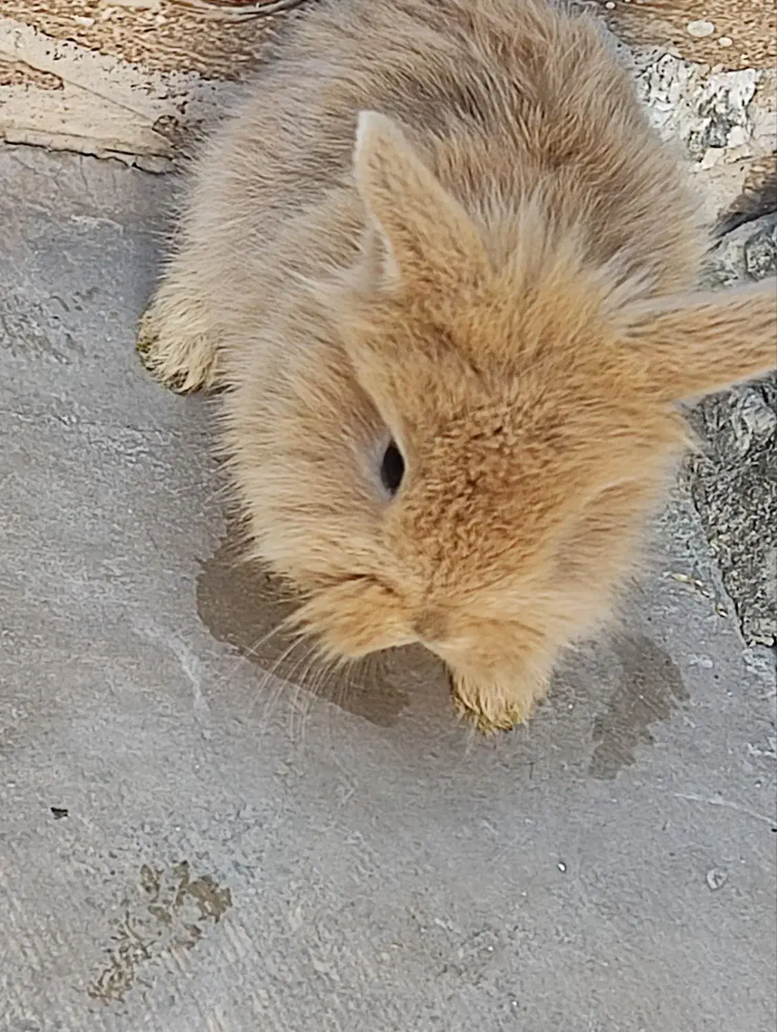 بچه خرگوش لوپ|موش و خرگوش|قم, آذر (نکویی)|دیوار