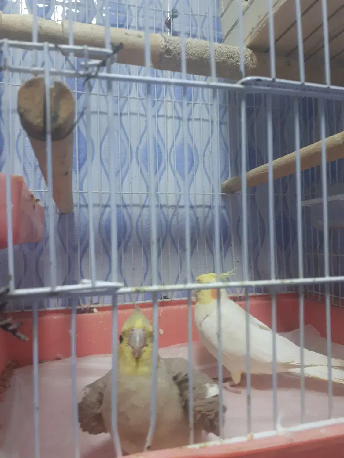 فروش عروس هلندی|پرنده|جم, |دیوار