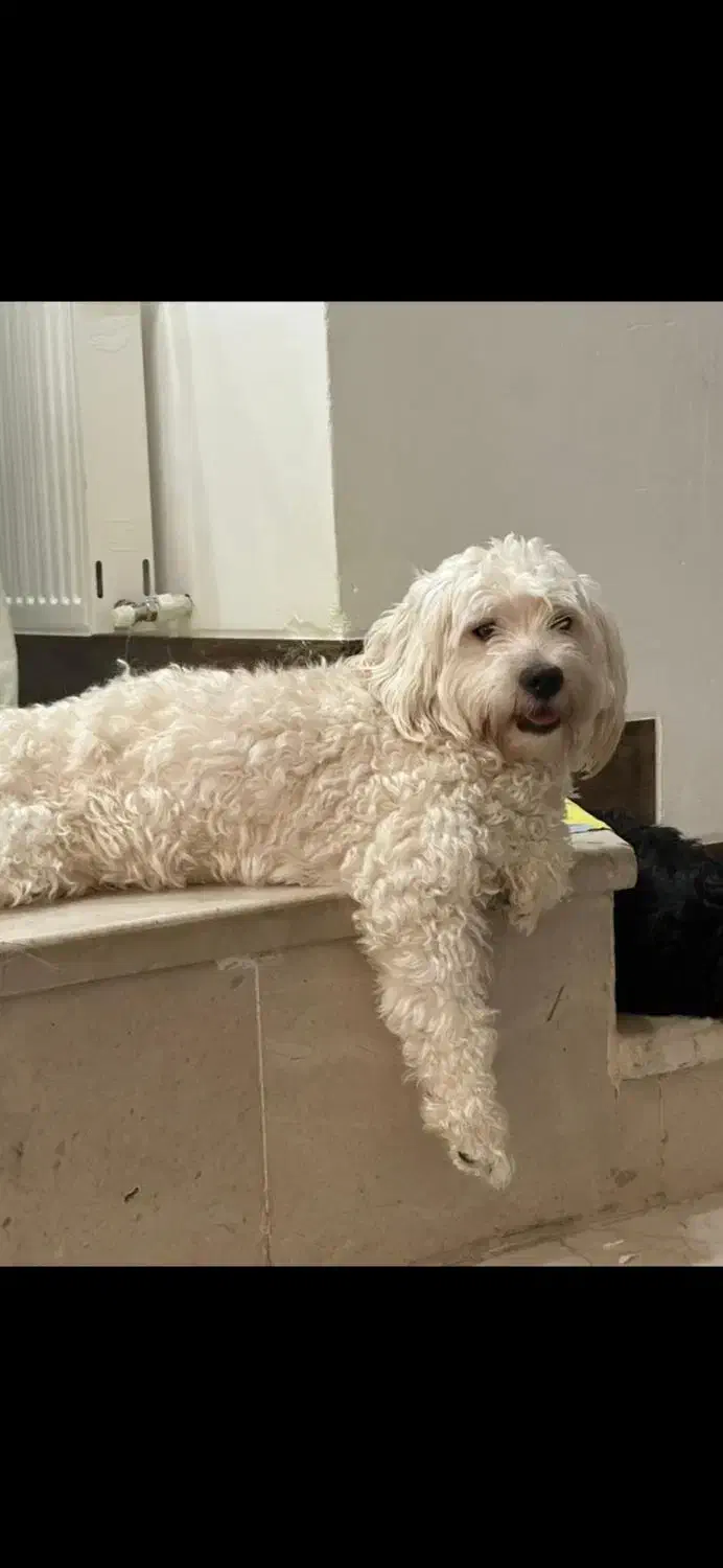 سگ شیتزو تریر و شیتزو کراس|سگ|یزد, |دیوار