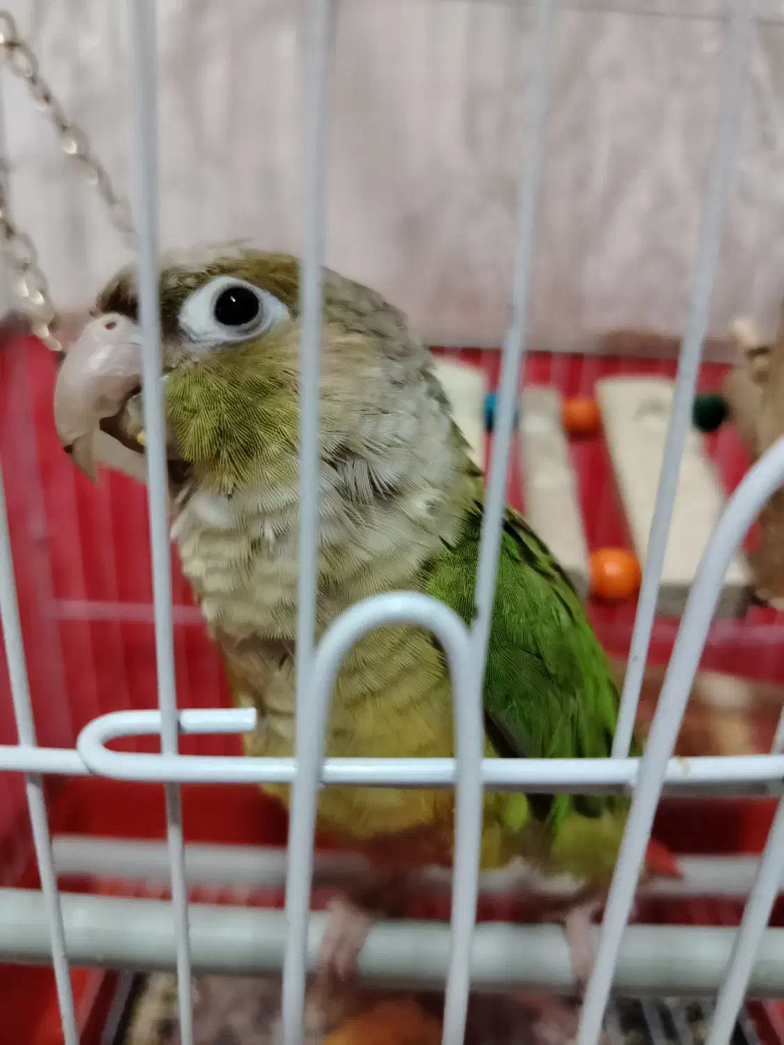 طوطی گرینچیک|پرنده|نجف‌آباد, دلگشا|دیوار