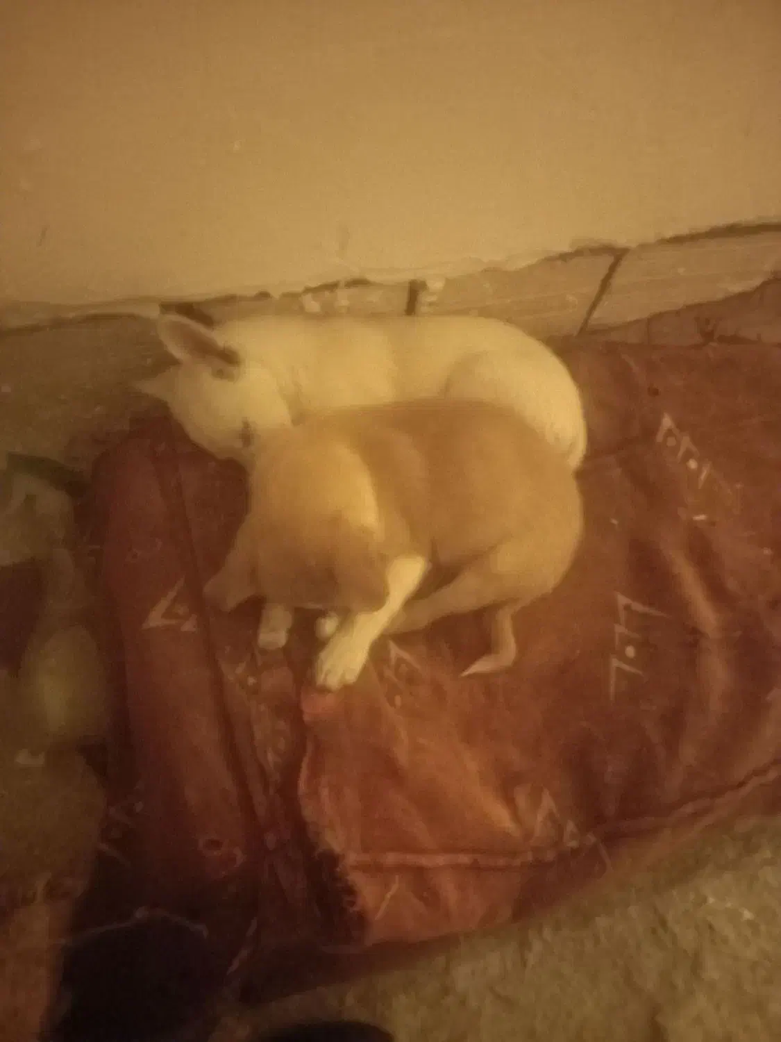 یک جفت پاکوتاه ۳ماهه بخاطر سازگاری بفروش میرسد|سگ|مشگین شهر, |دیوار