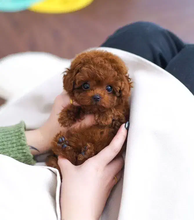 پودل|سگ|تهران, فردوس|دیوار