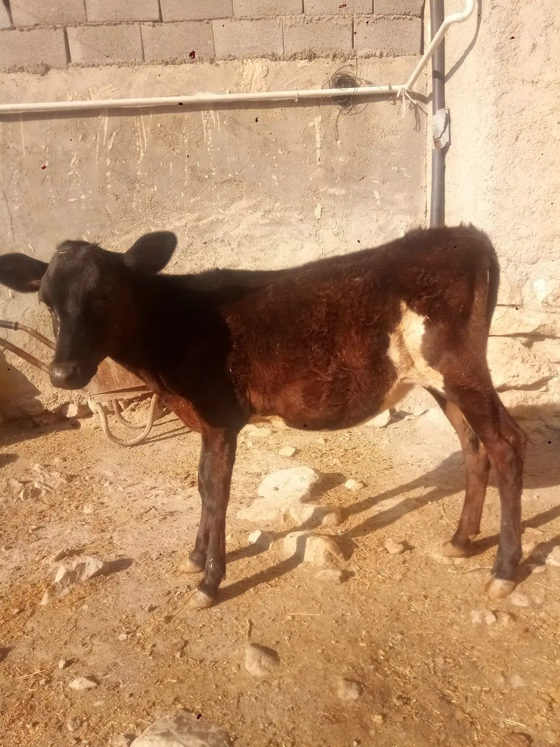 گاو|حیوانات مزرعه|روانسر, |دیوار