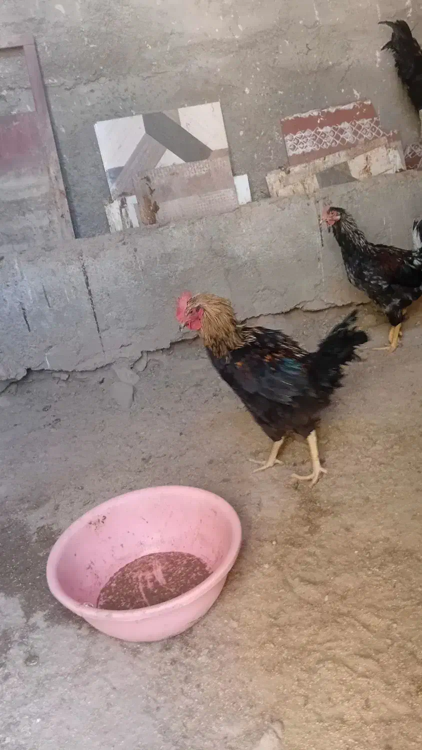 خروس|حیوانات مزرعه|باوله, |دیوار