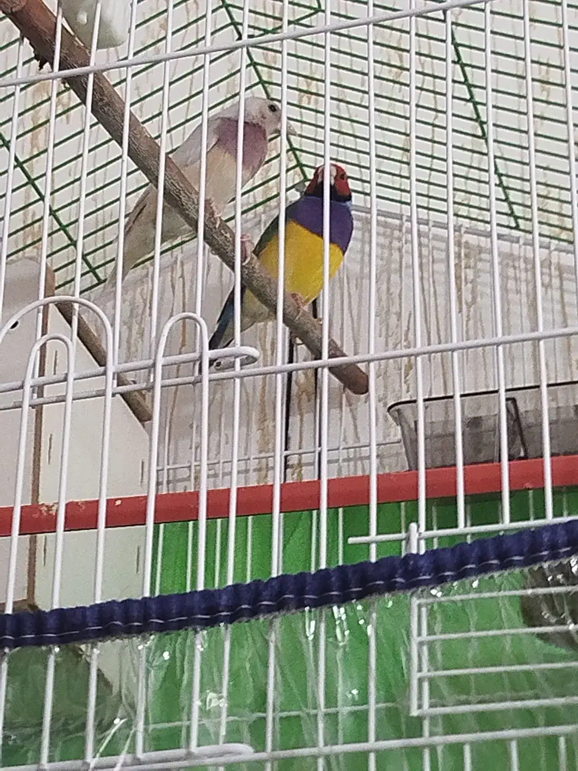 فقط ۳۵۰۰|پرنده|سیرجان, |دیوار