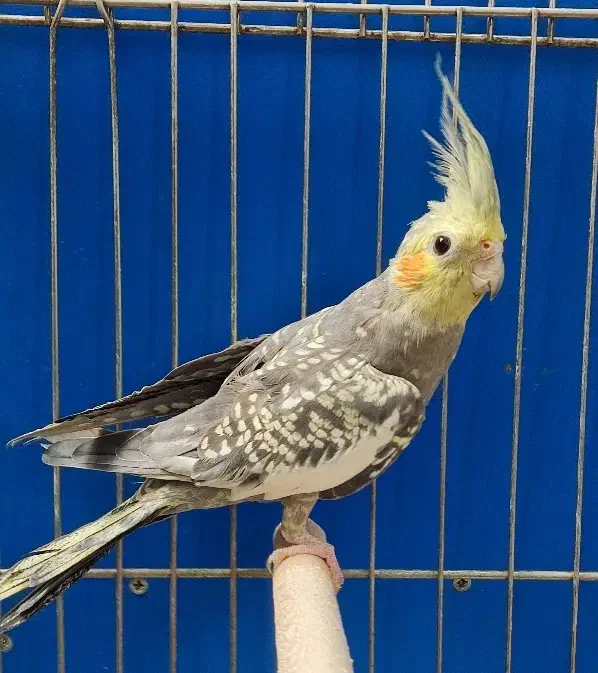 عروس هلندی مرواریدی نر مست|پرنده|شیراز, قلعه نو|دیوار