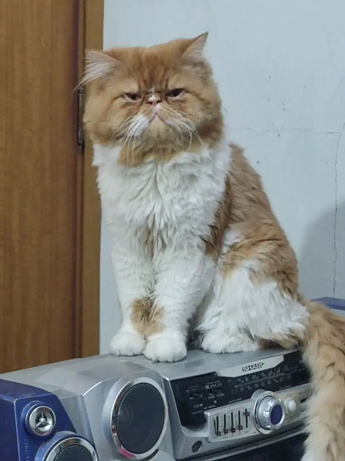 گربه پرشین|گربه|امیدیه, |دیوار