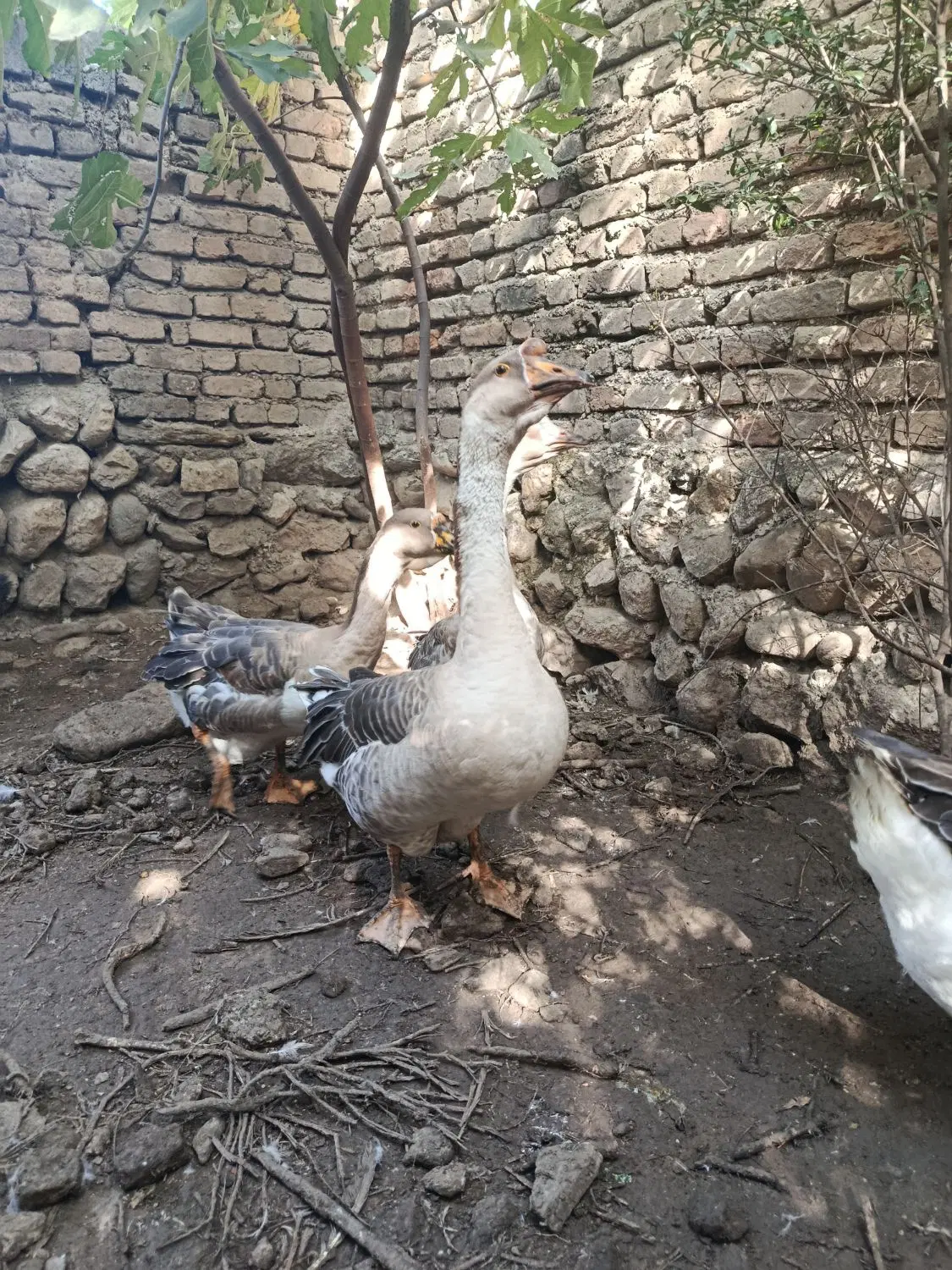 غاز|حیوانات مزرعه|کلباد, |دیوار