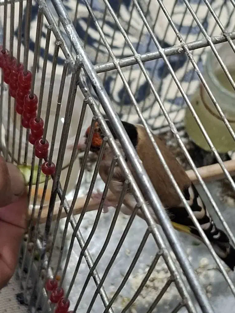 سهره نر|پرنده|شیراز, گلشن|دیوار