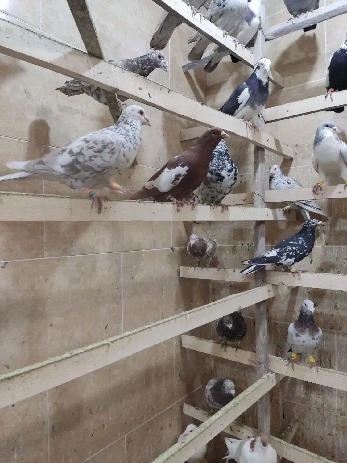 کبوتر|پرنده|رباط‌کریم, رباط‌کریم|دیوار