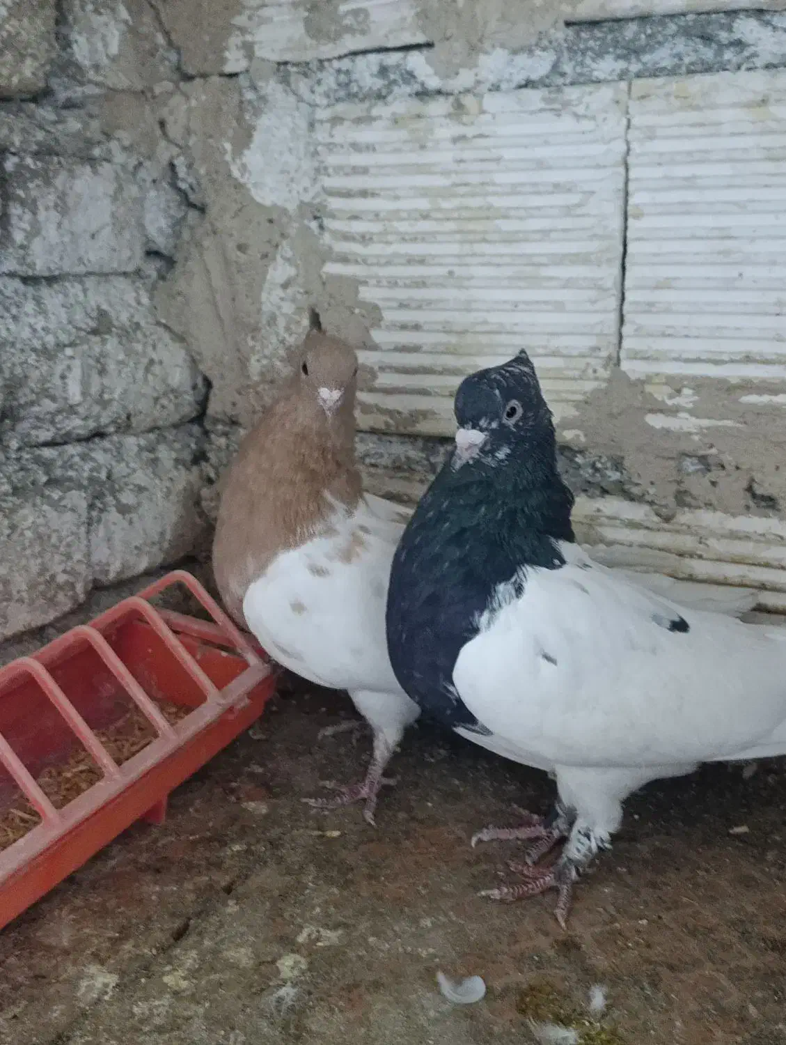 کله ای|پرنده|اسدآباد, |دیوار