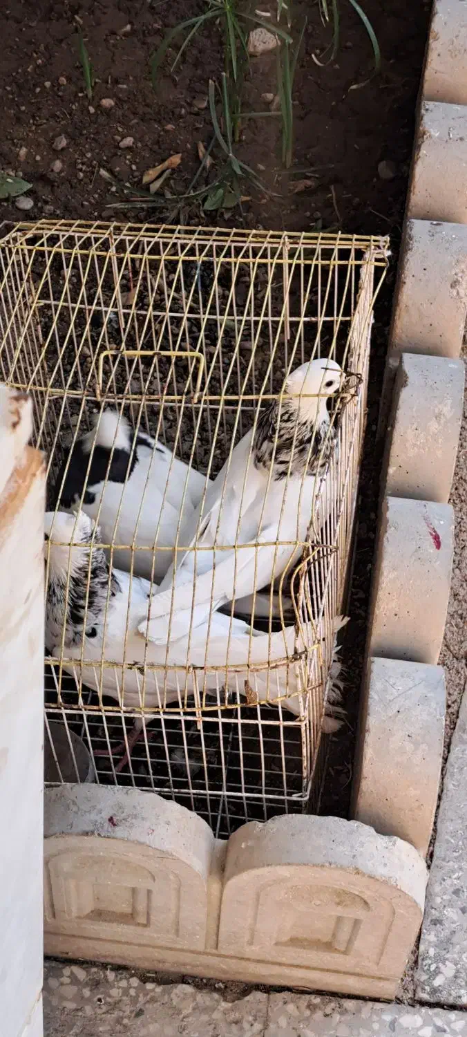 طوقی|پرنده|دهدشت, |دیوار