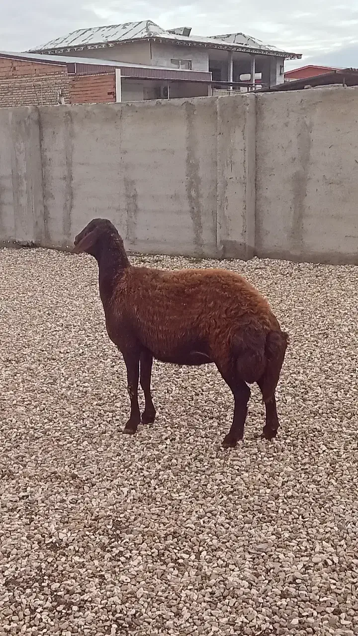 ۳ تا مال برای داشتی یا کشتاری|حیوانات مزرعه|گرگان, |دیوار