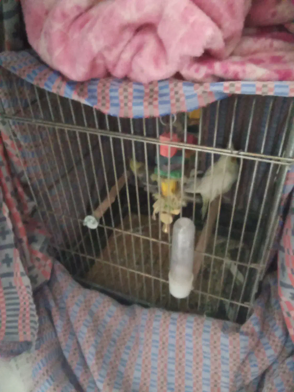 عروس هلندی سخنگو فروش فوری|پرنده|فولادشهر, B2|دیوار