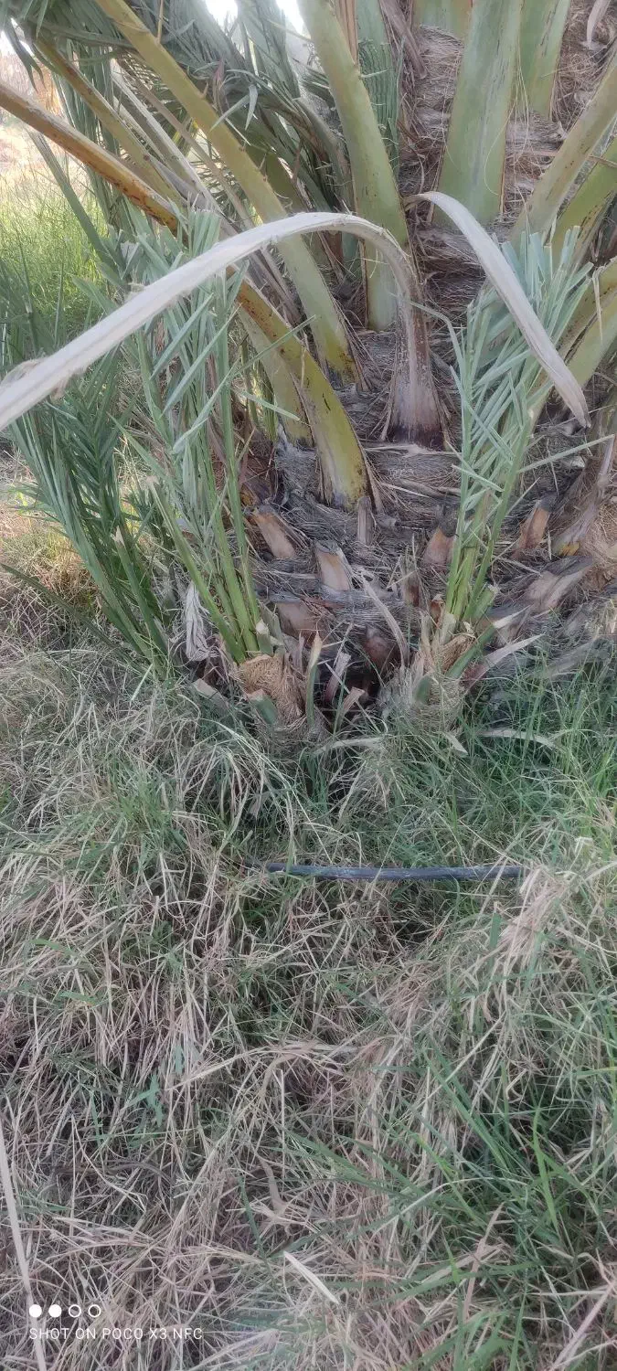 پاجوش نخل کلیته 8کیلو به بالا|گل و گیاه طبیعی|کهنوج, |دیوار