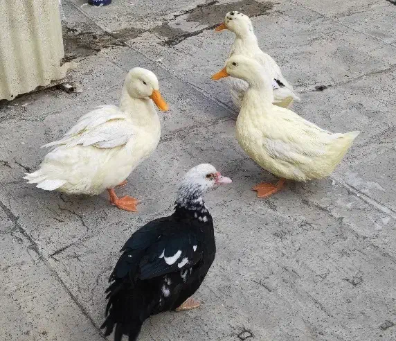 اردک|حیوانات مزرعه|باغستان, |دیوار