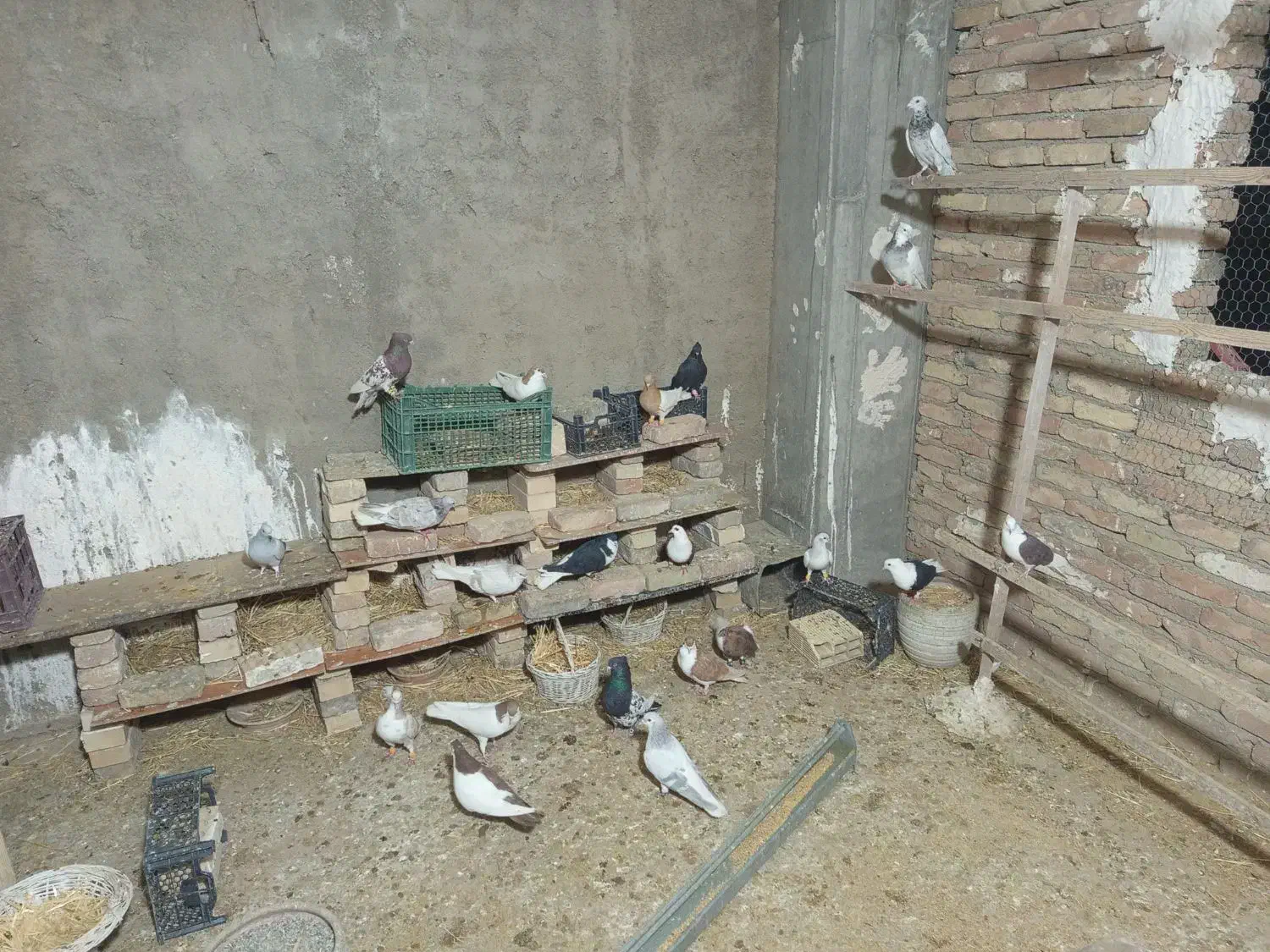 کفتر چادری رنگی|پرنده|ری, ظهیرآباد|دیوار