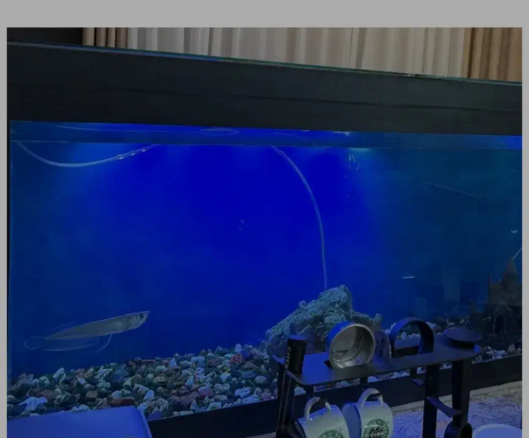 اروانا ( فروش فوری)|ماهی|کرج, کوی کارمندان شمالی|دیوار