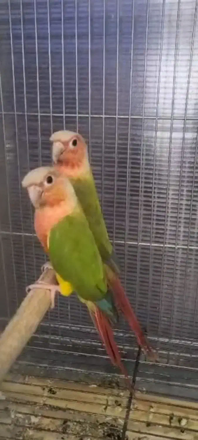 مولد گیرینچیک فول رد|پرنده|تهران, دانشگاه شریف|دیوار