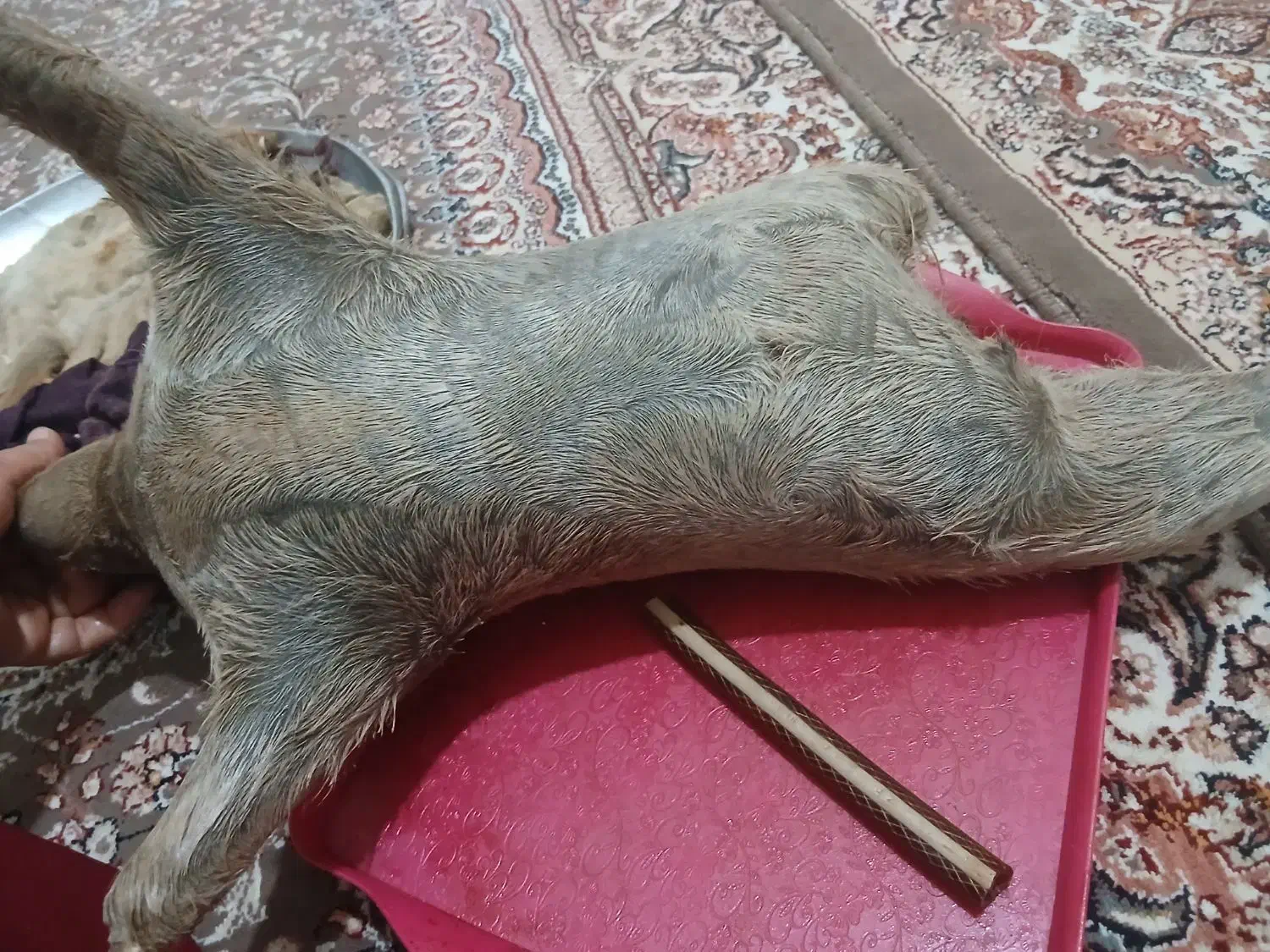 هیزه|ظروف سرو و پذیرایی|کوهدشت, |دیوار