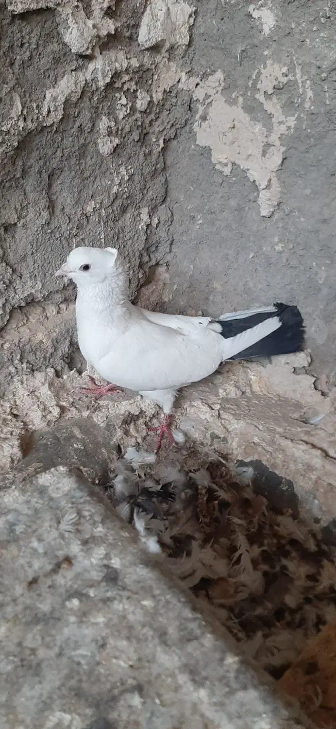 سلام‌دوستان‌‌این‌کفتر‌از‌ما‌گم‌شده‌|پرنده|قم, مهر آباد|دیوار