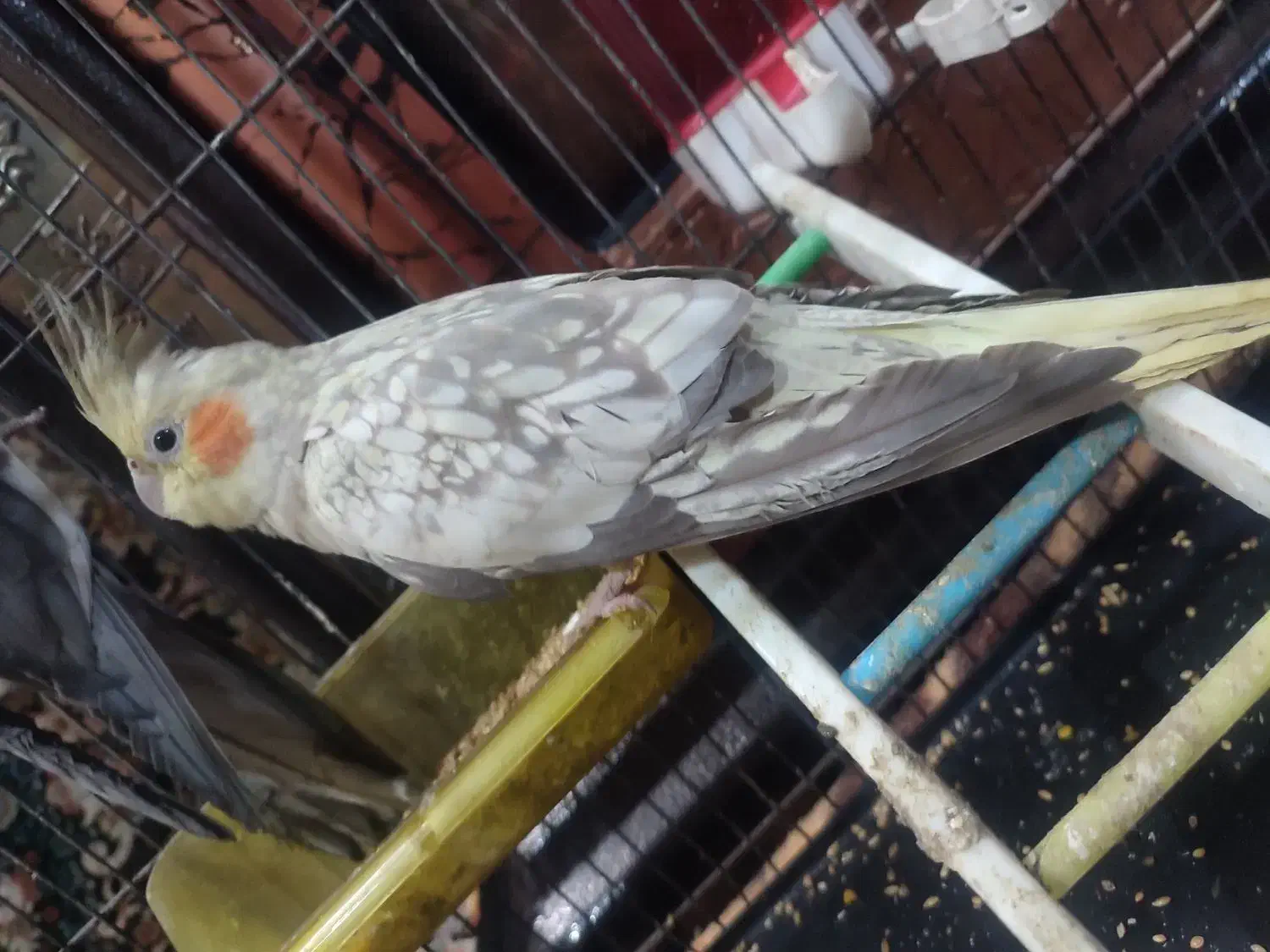 عروس هلندی|پرنده|قم, ولیعصر|دیوار