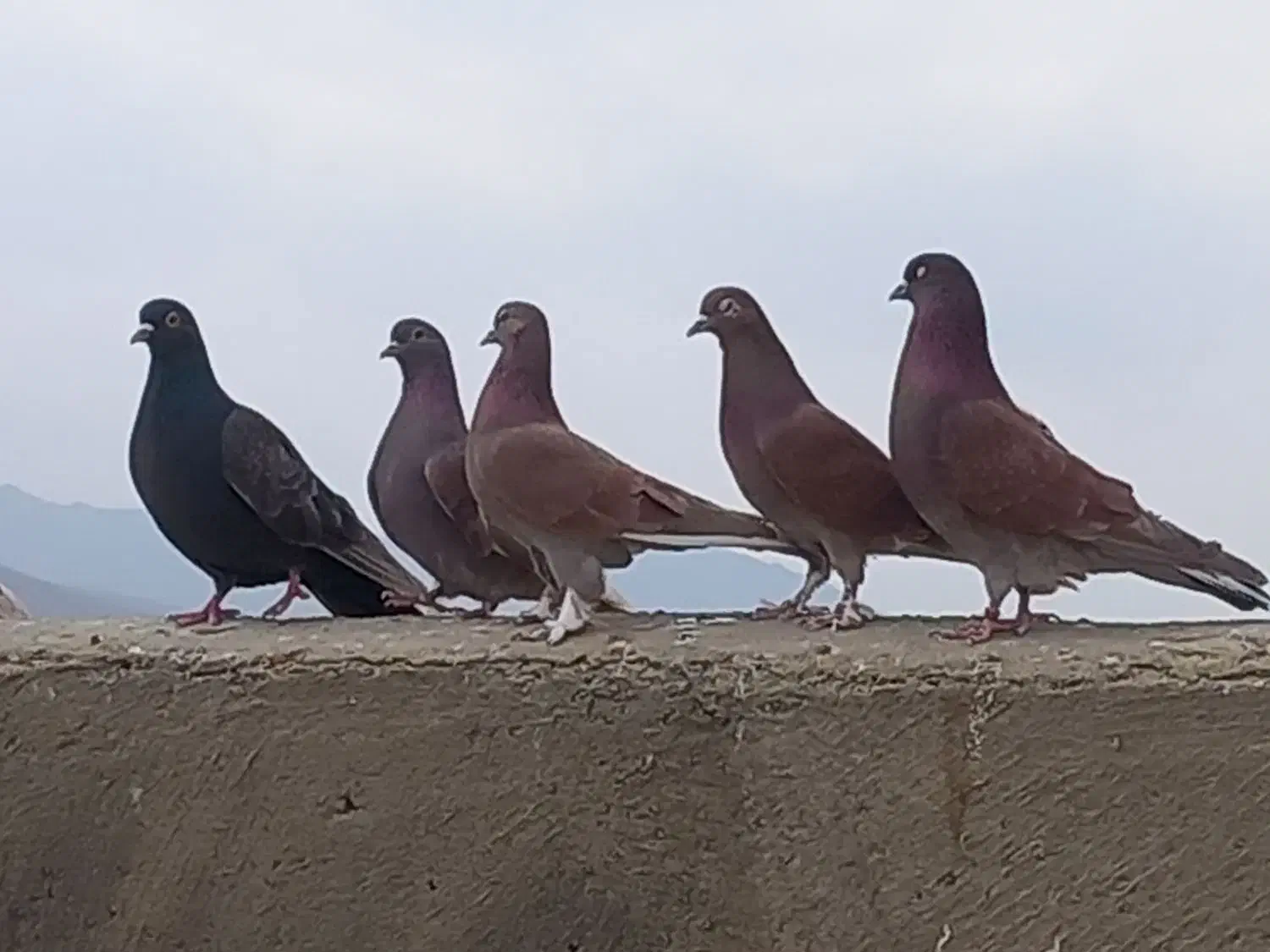 کبوتر نژاد انگلیسی بلند پرواز|پرنده|بهار, |دیوار