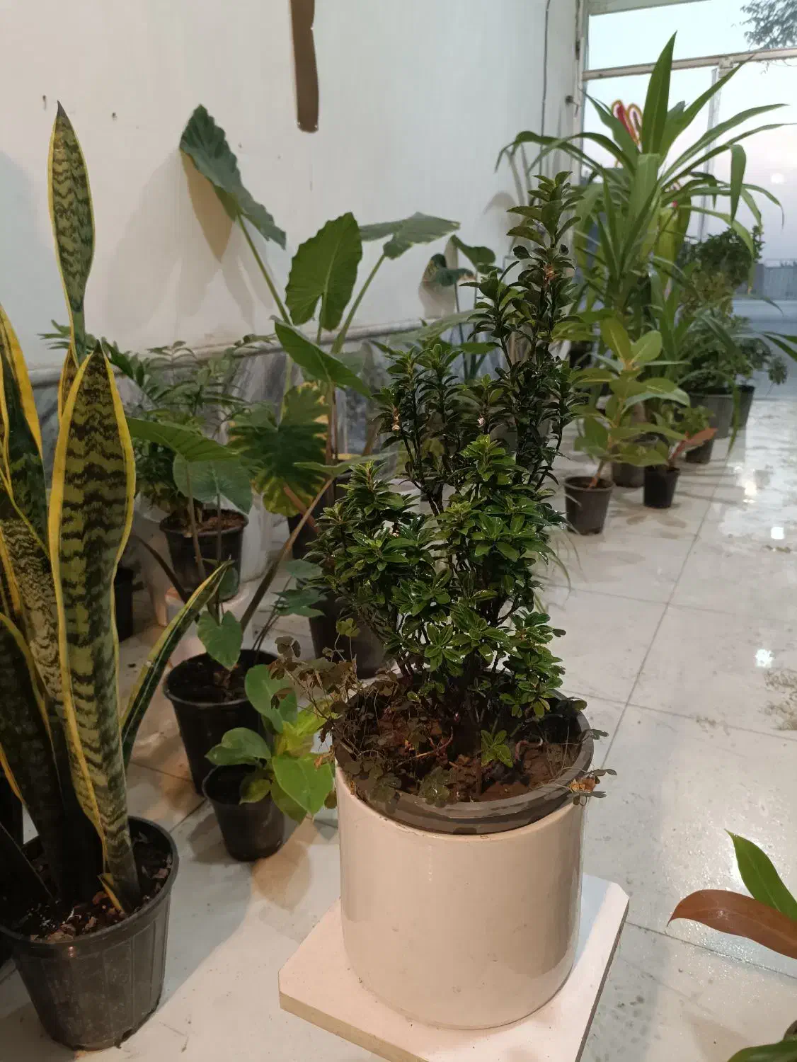 گل شمشاد ابلق و سبز و پایه دار ارسال رایگان + هدیه|گل و گیاه طبیعی|مشهد, رده|دیوار