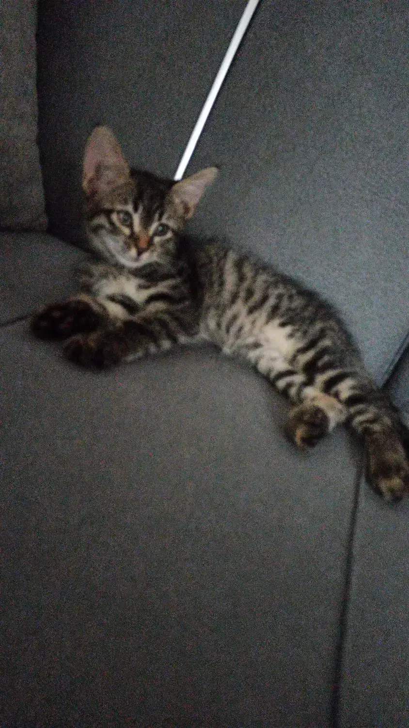 واگذاری گربه خانگی|گربه|مشهد, وکیل‌آباد|دیوار