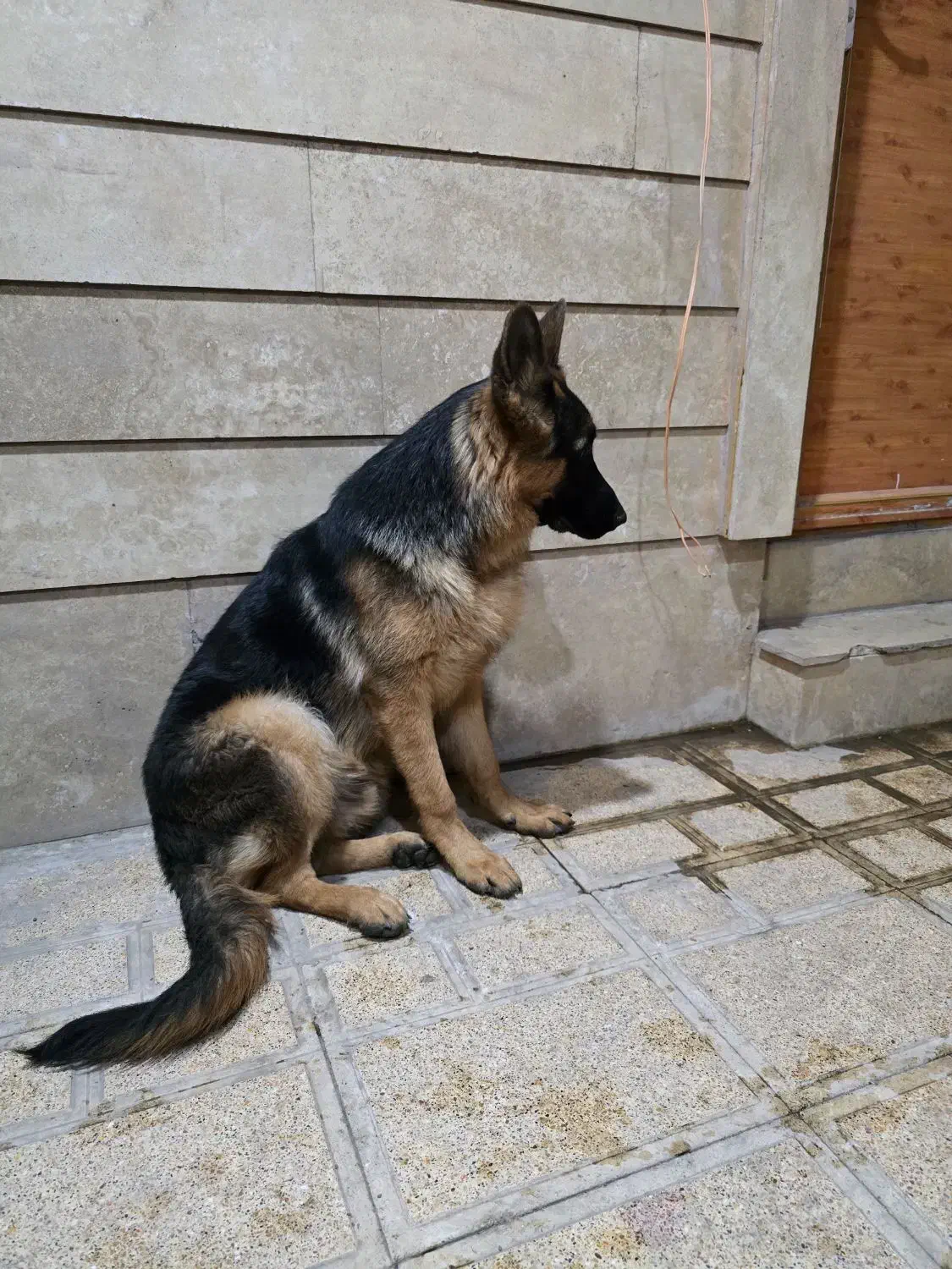 ژرمن بلک فیس پاخرگوشی|سگ|رفسنجان, |دیوار