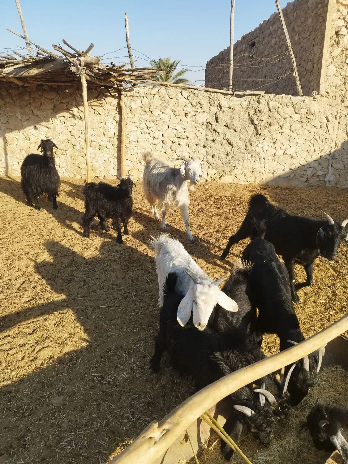 بز داشتی|حیوانات مزرعه|فراشبند, |دیوار